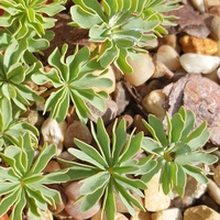 Oxalis 'Ute'